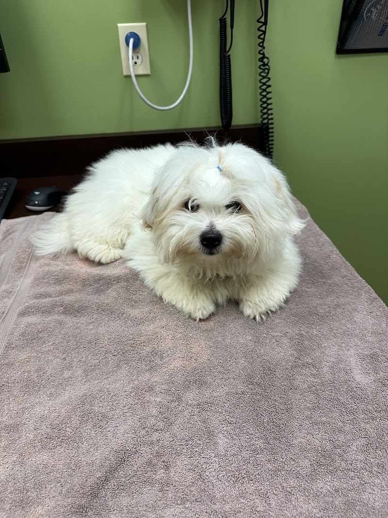 Fluffy pup, exam ready