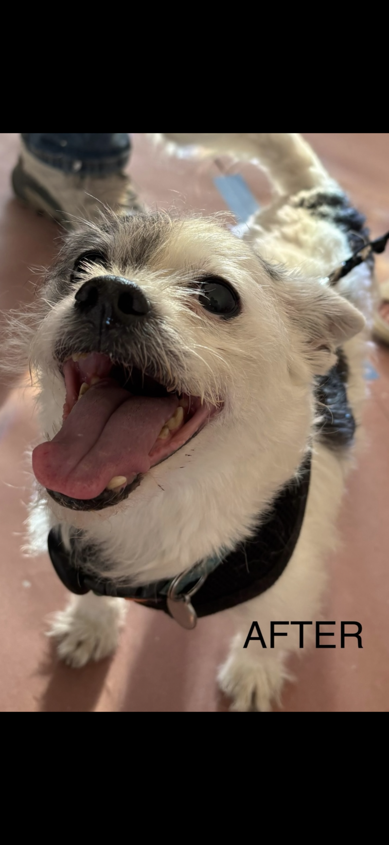 Happy dog, healthy smile