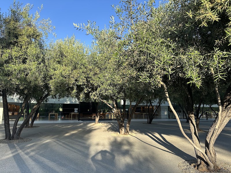 Olive trees frame entrance