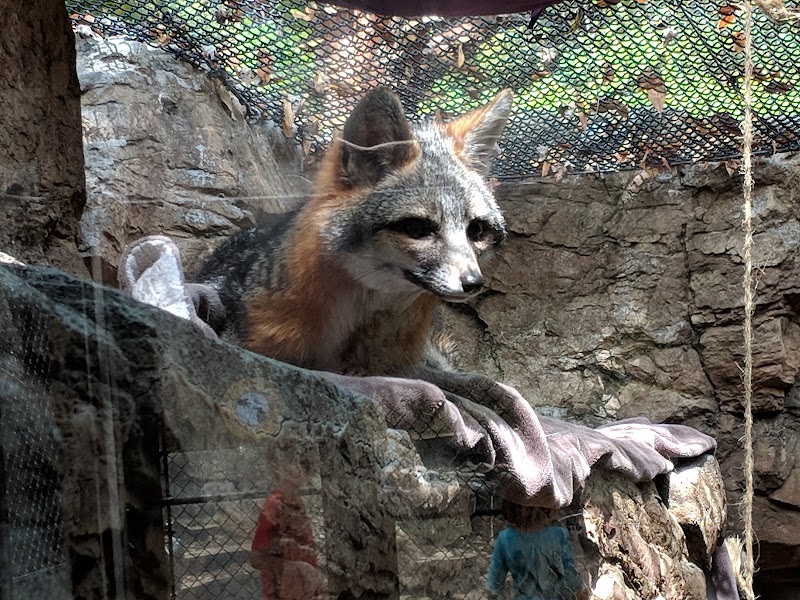 Rescued gray fox resting