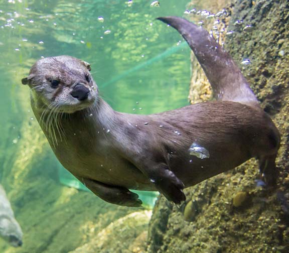 River otter up close