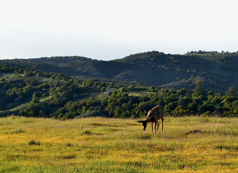 Deer grazing at dusk