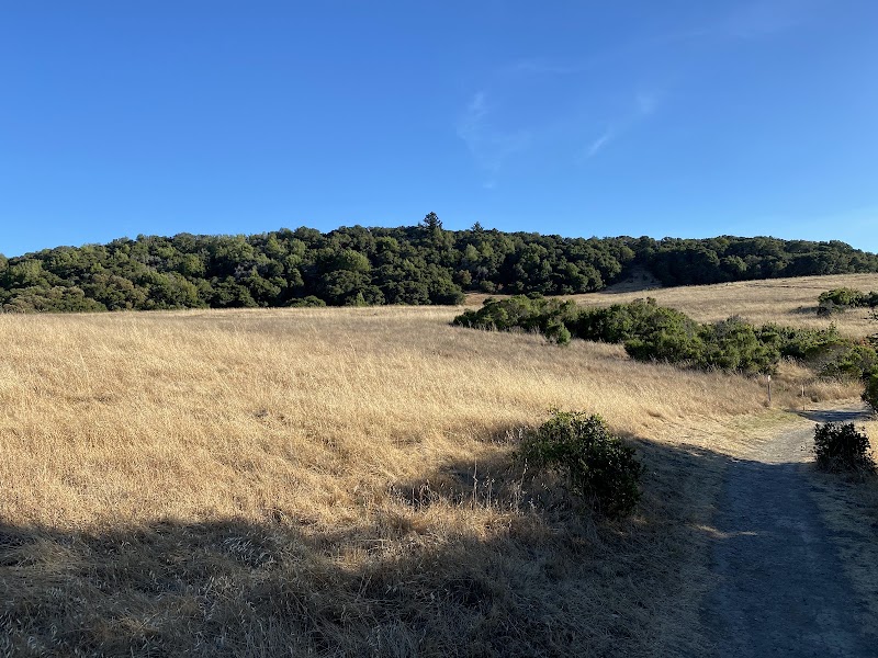 Golden grasslands meet forest edge