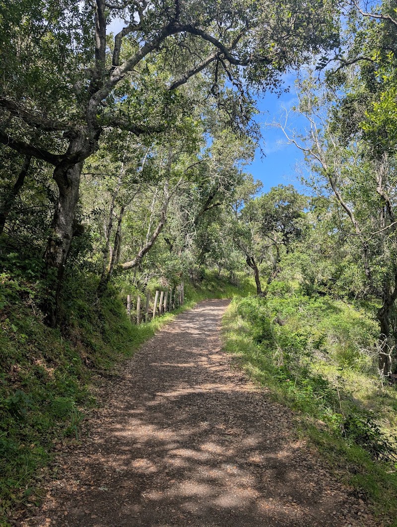 Shaded path through oak canopy