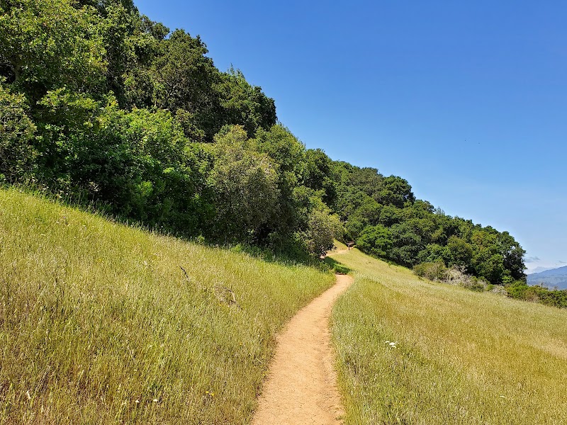 Sunlit trail into woodland