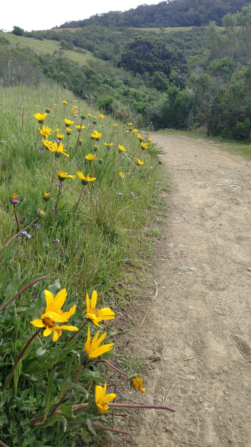 Wildflowers lining the path
