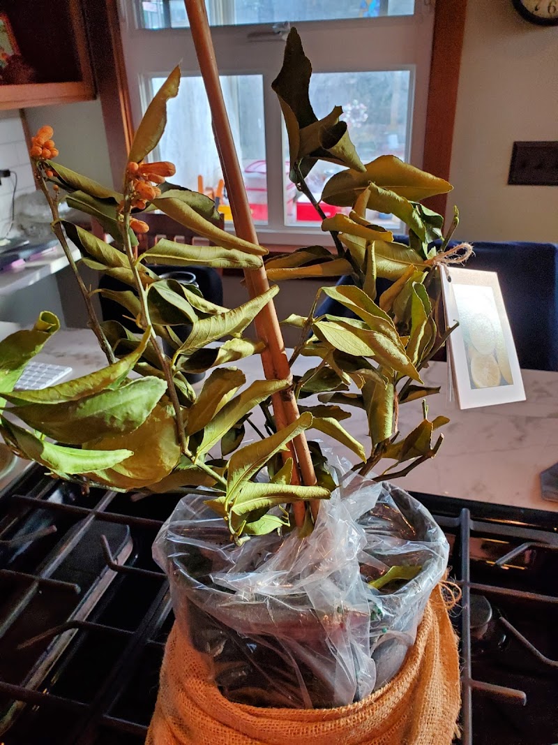 Fresh botanical home accent