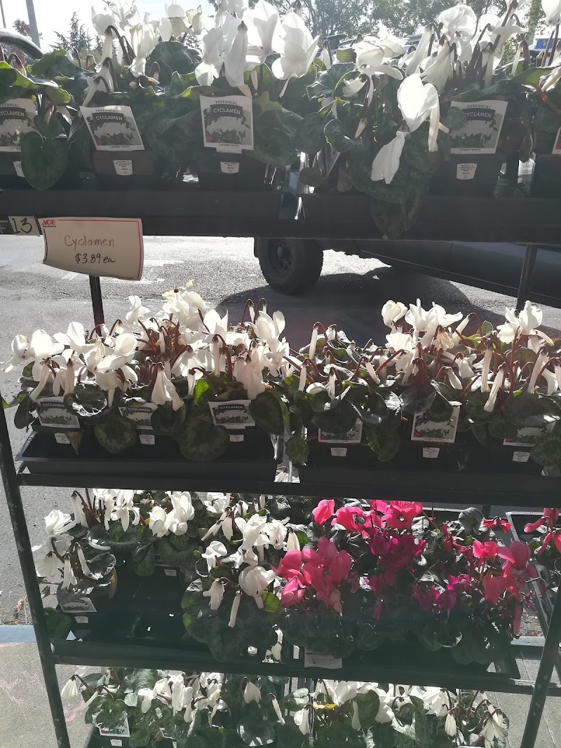 Fresh flowers outside