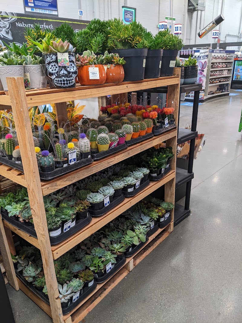 Succulents and cacti display