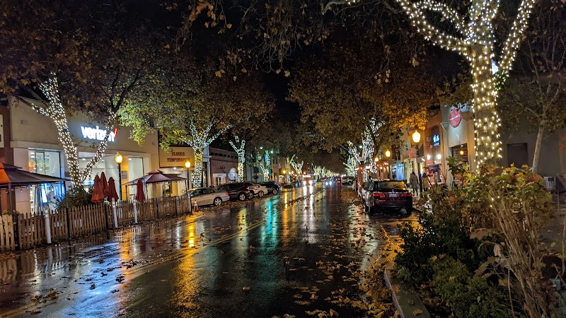 Tree-lined street holiday lights