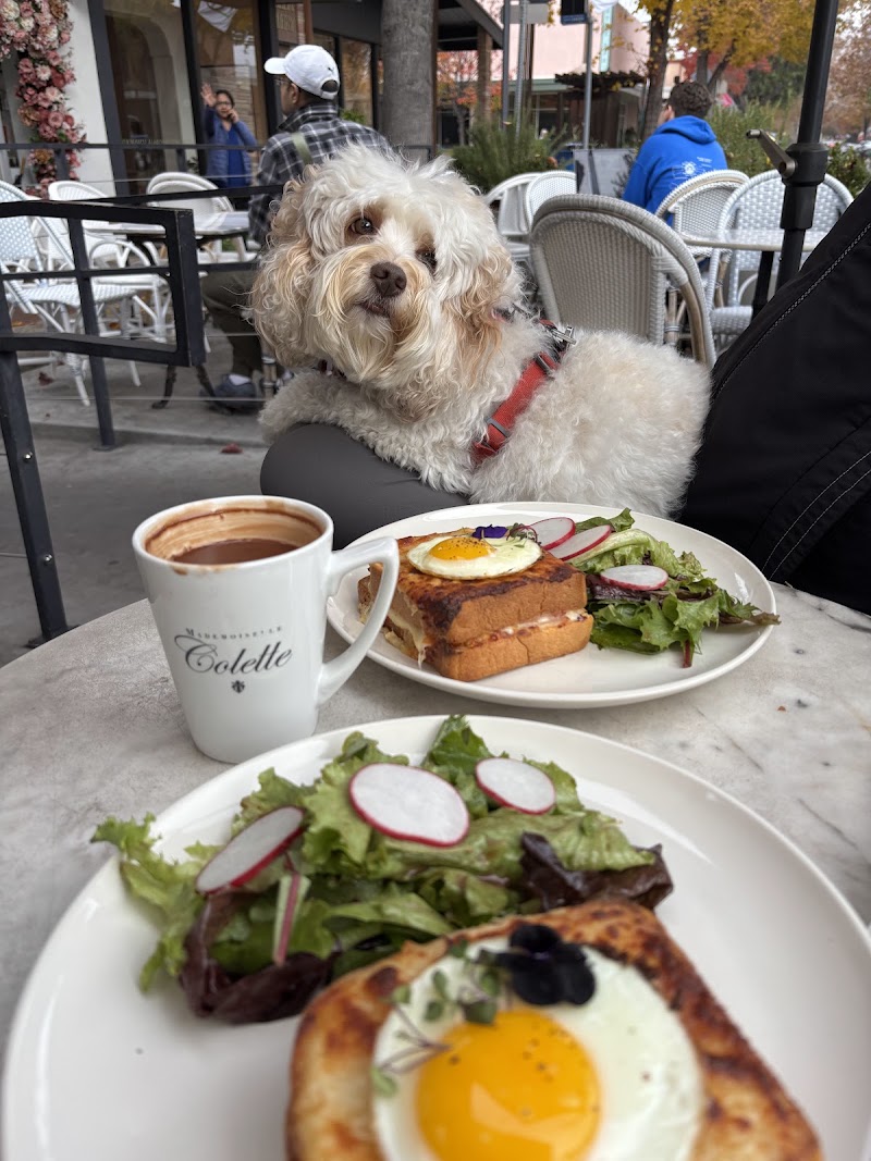 Patio brunch, dog welcome