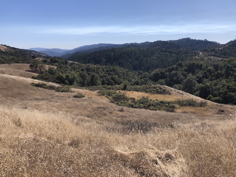 Golden hills meet forest