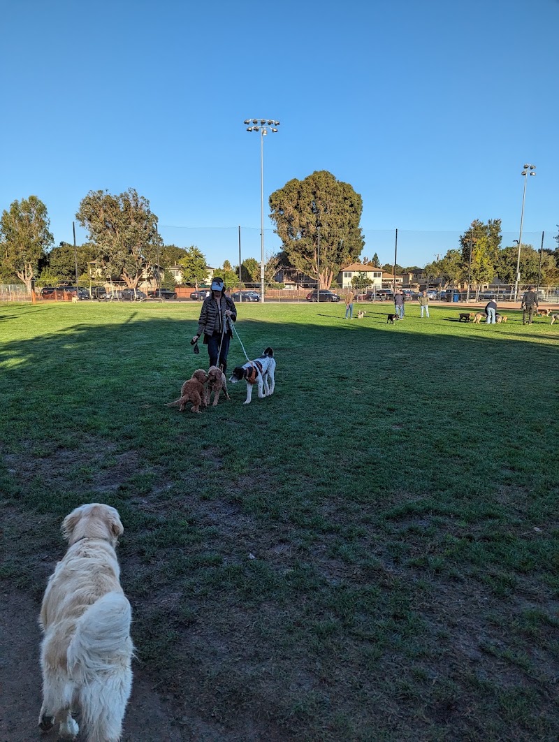 Dogs roaming the field