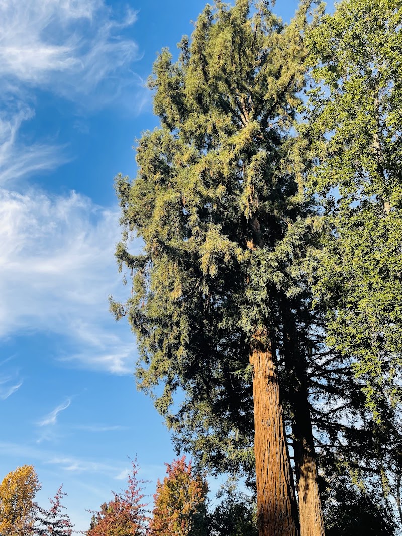 Towering redwoods reach skyward