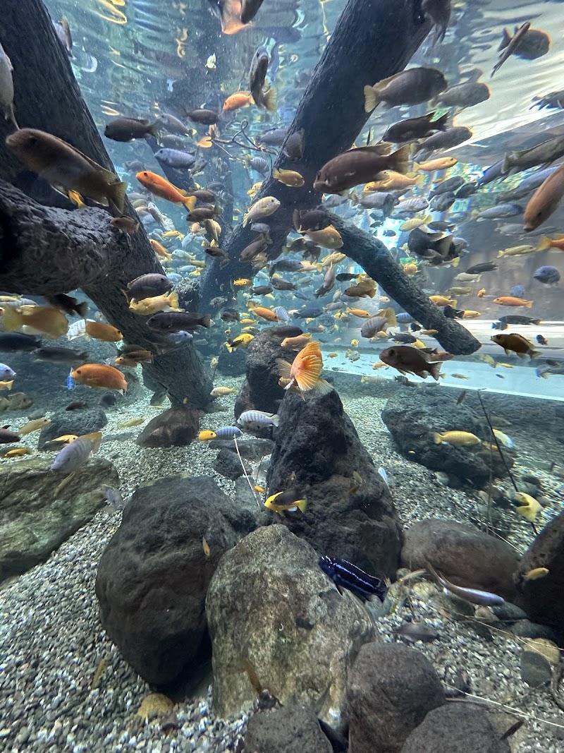 Colorful fish up close