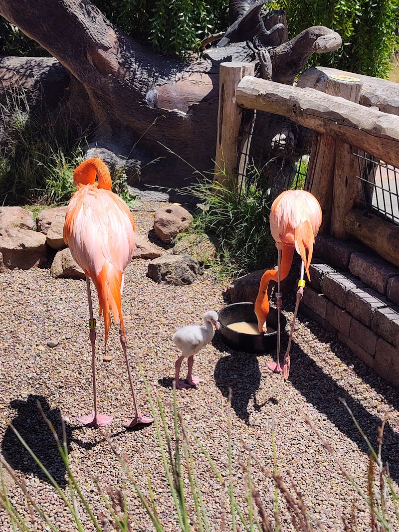 Flamingo family feeding time