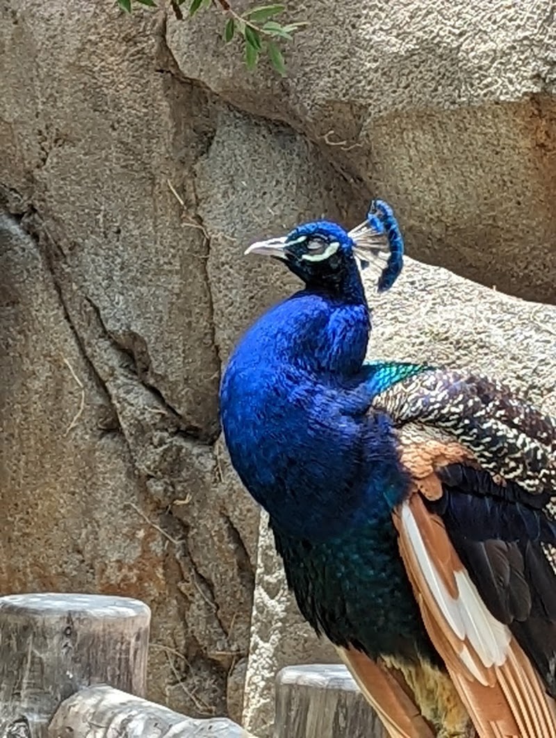 Peacock resting on rocks
