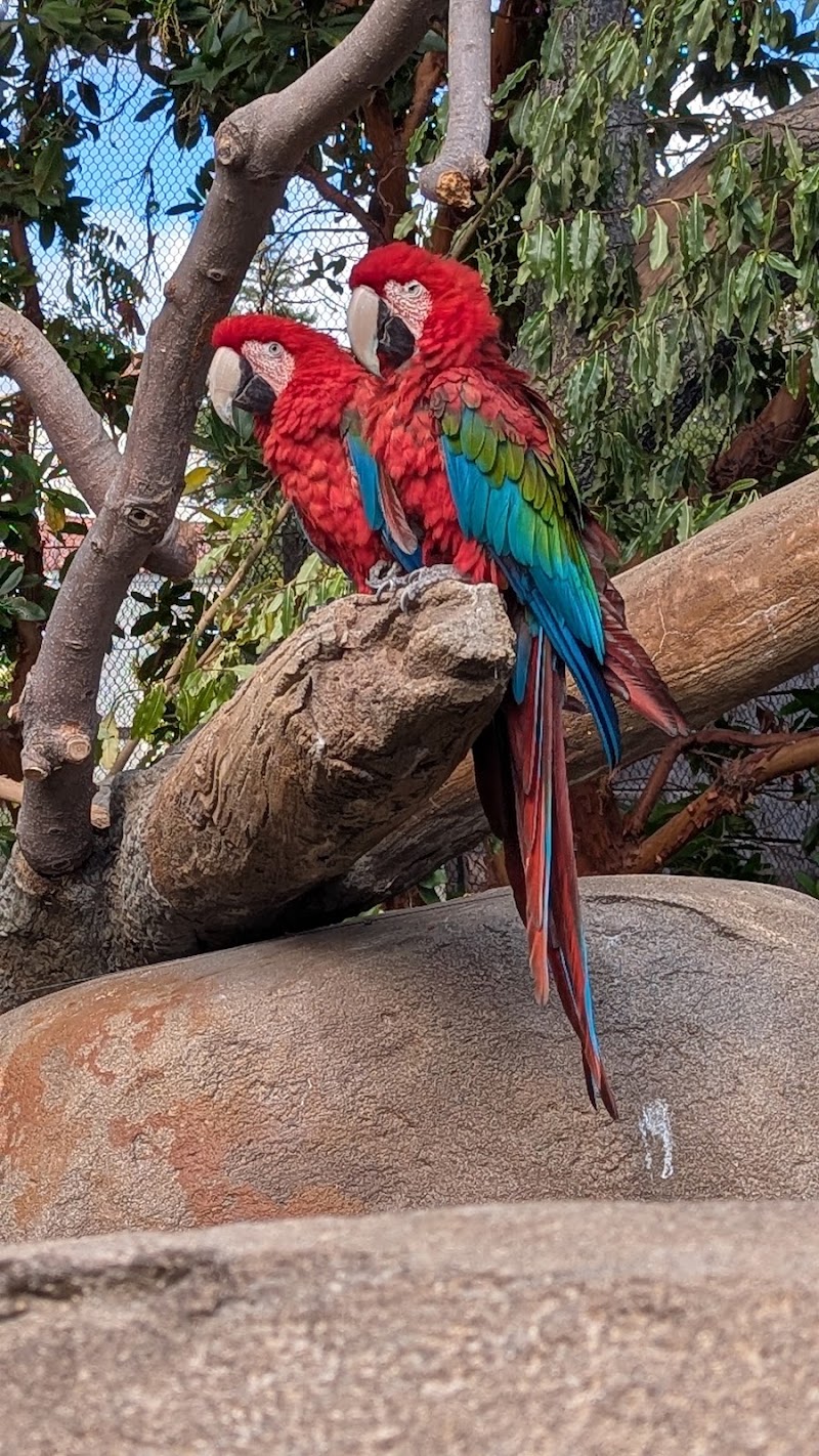 Scarlet macaws perched together
