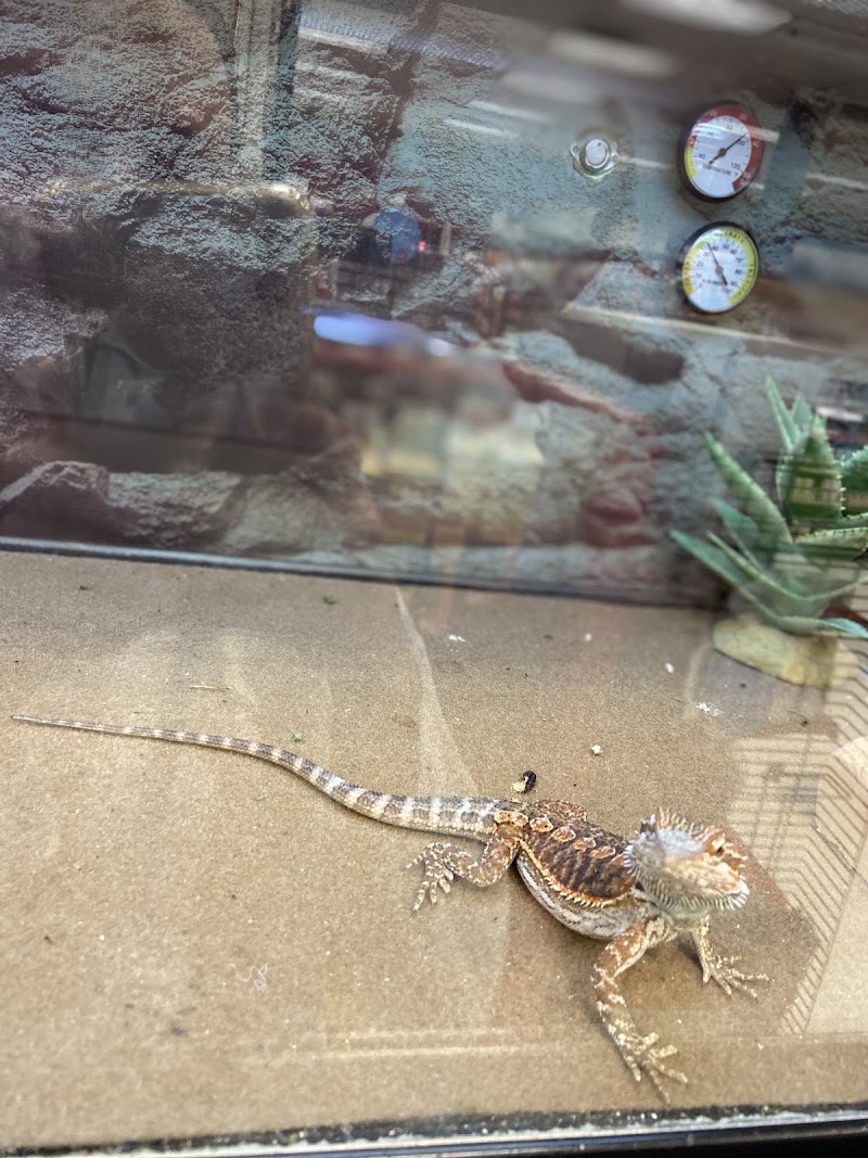 Bearded dragon in habitat