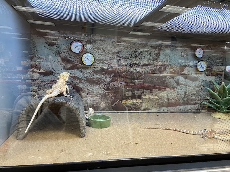 Bearded dragons at home