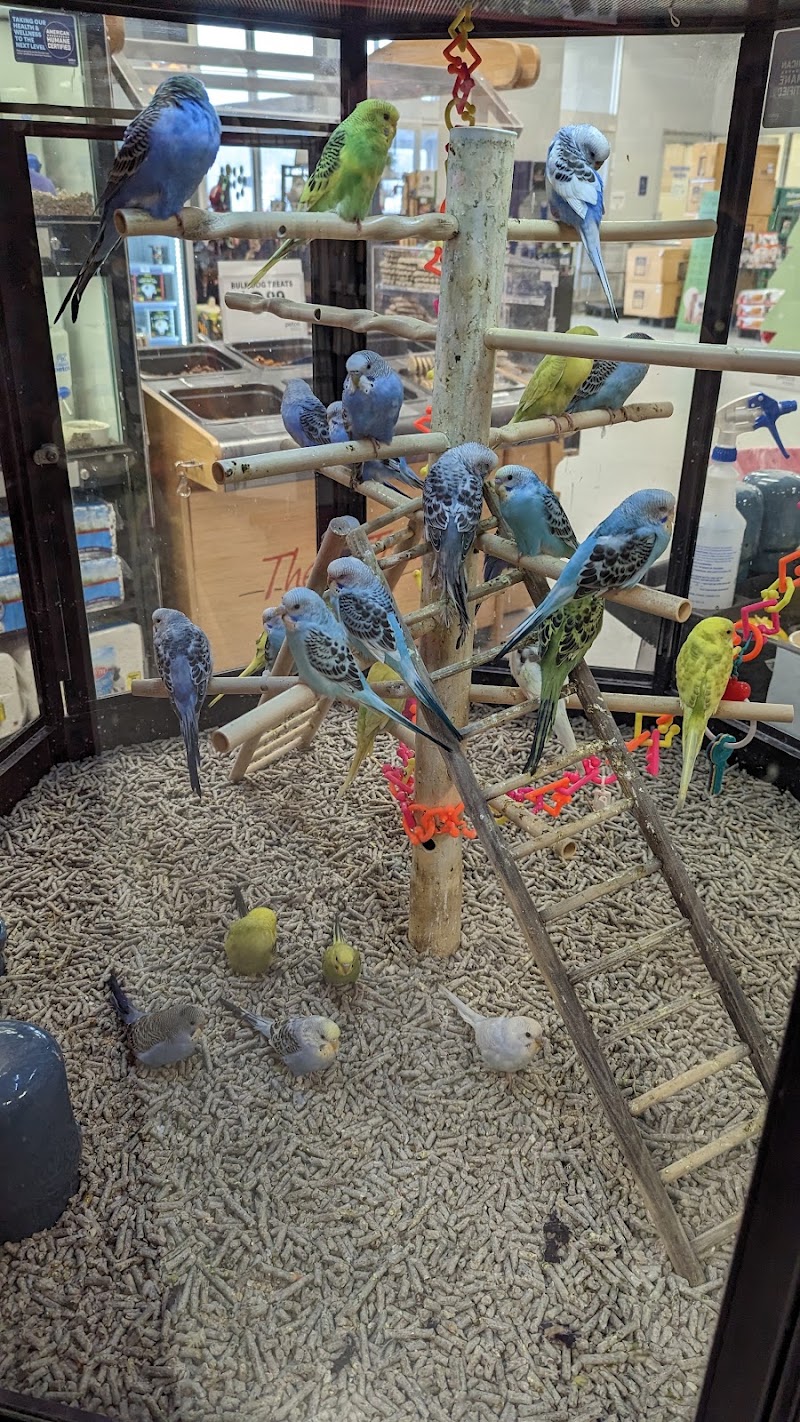 Colorful parakeets perched together