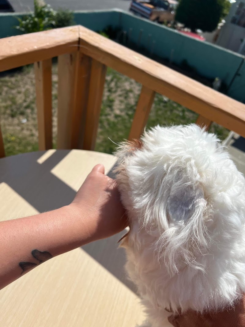 Gentle moments with pets