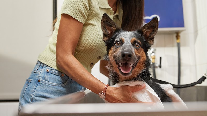 Happy pup, grooming time