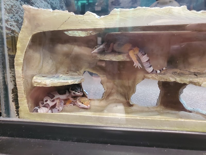 Leopard geckos cozy together