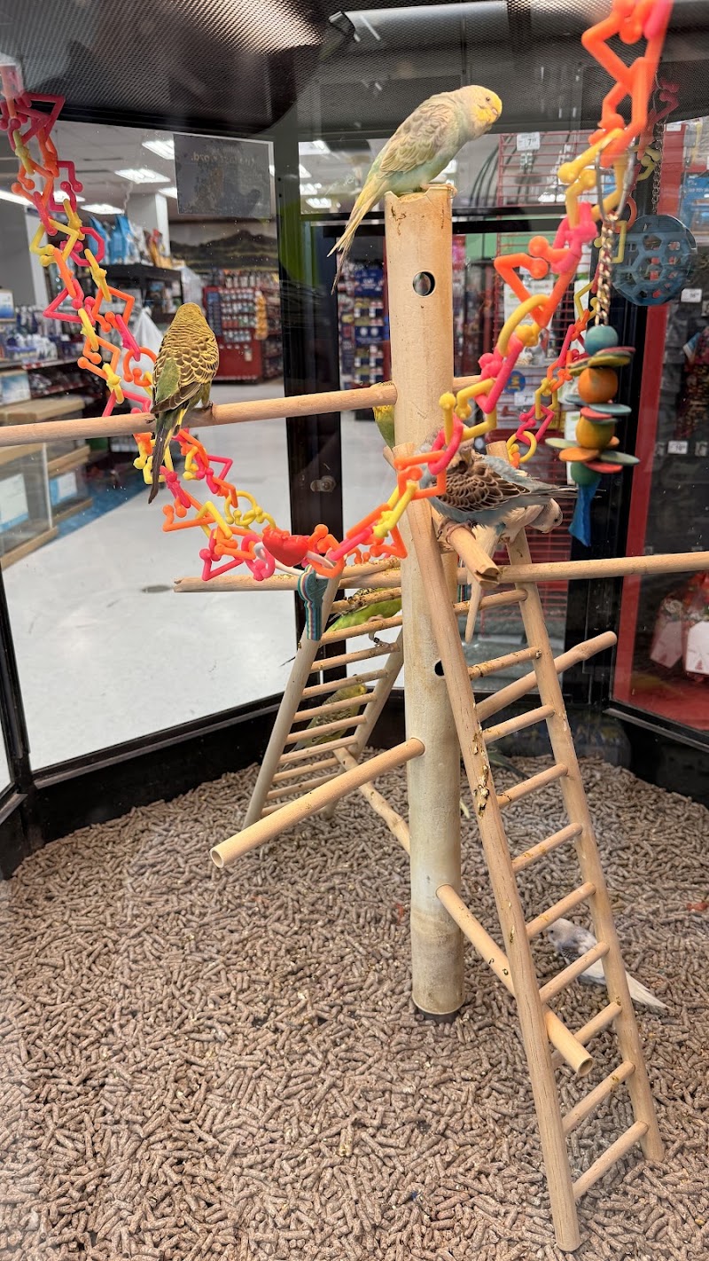 Parakeets on play perch