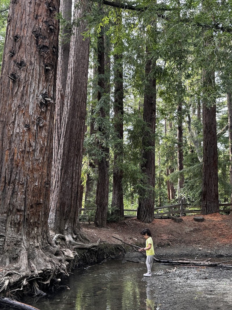 Child exploring creekside redwoods