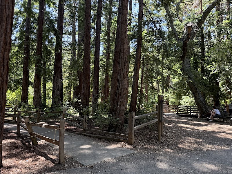 Shaded boardwalk among redwoods