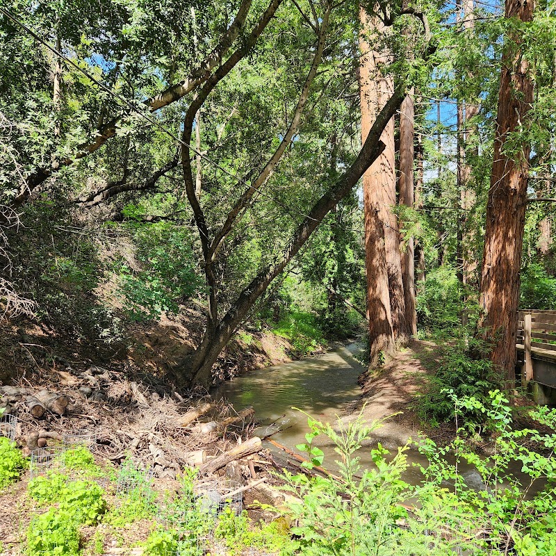 Sunlit creek through greenery