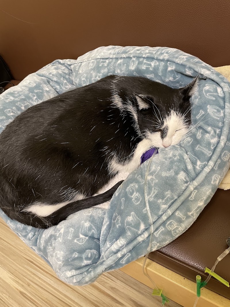 Resting cat, attentive care
