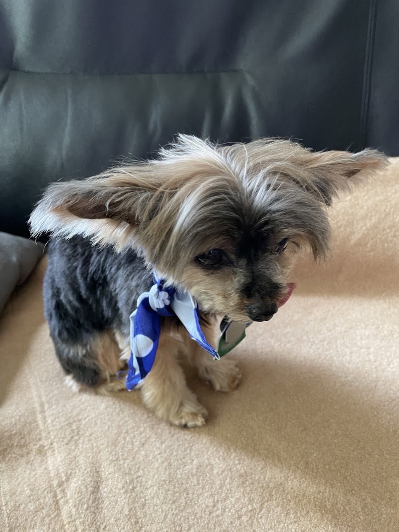 Small dog, gentle touch