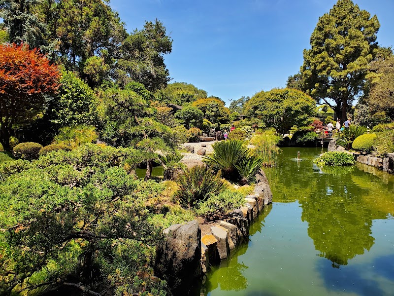 Calm Japanese garden pond