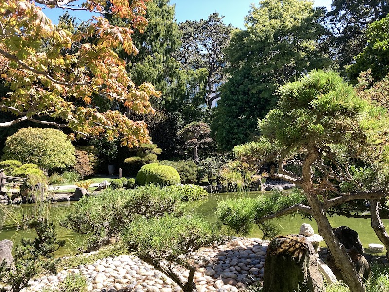 Koi pond, sculpted pines