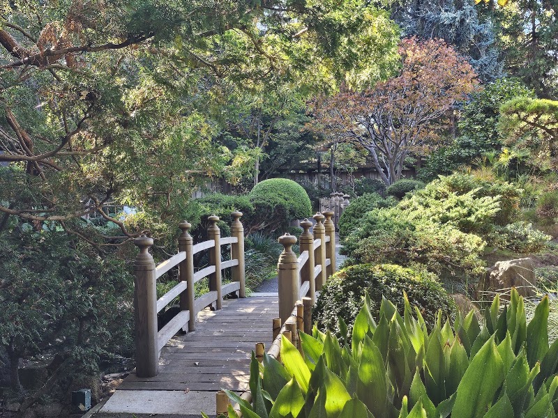 Wooden bridge through lush greenery