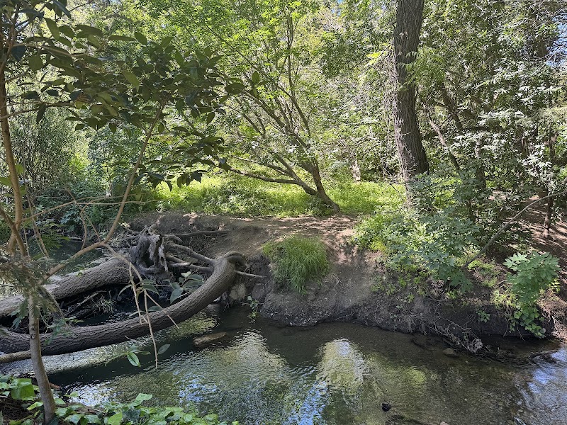 Calm creek in nature