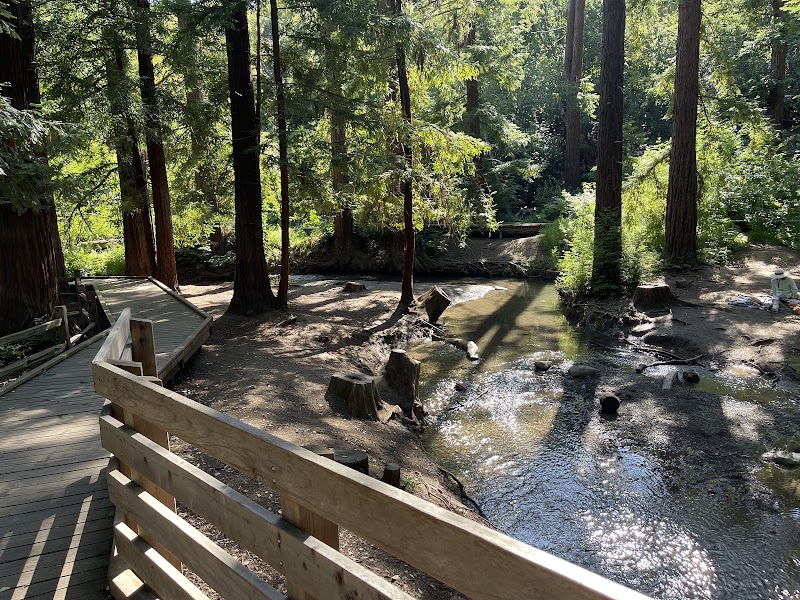 Creek boardwalk through redwoods